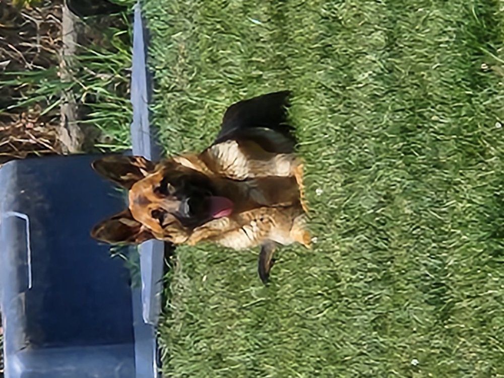 GermanShep and Belgium Malanois 6 month pup