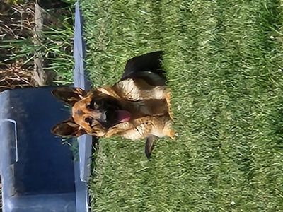 GermanShep and Belgium Malanois 6 month pup