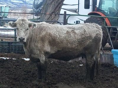 6 year old charolais cow exposed