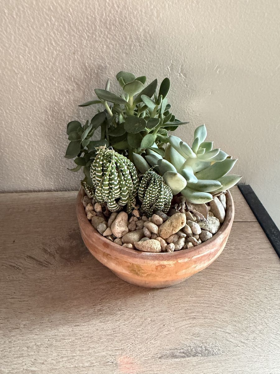 Potted Assorted Live Succulent Arrangement