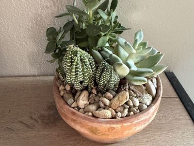Potted Assorted Live Succulent Arrangement