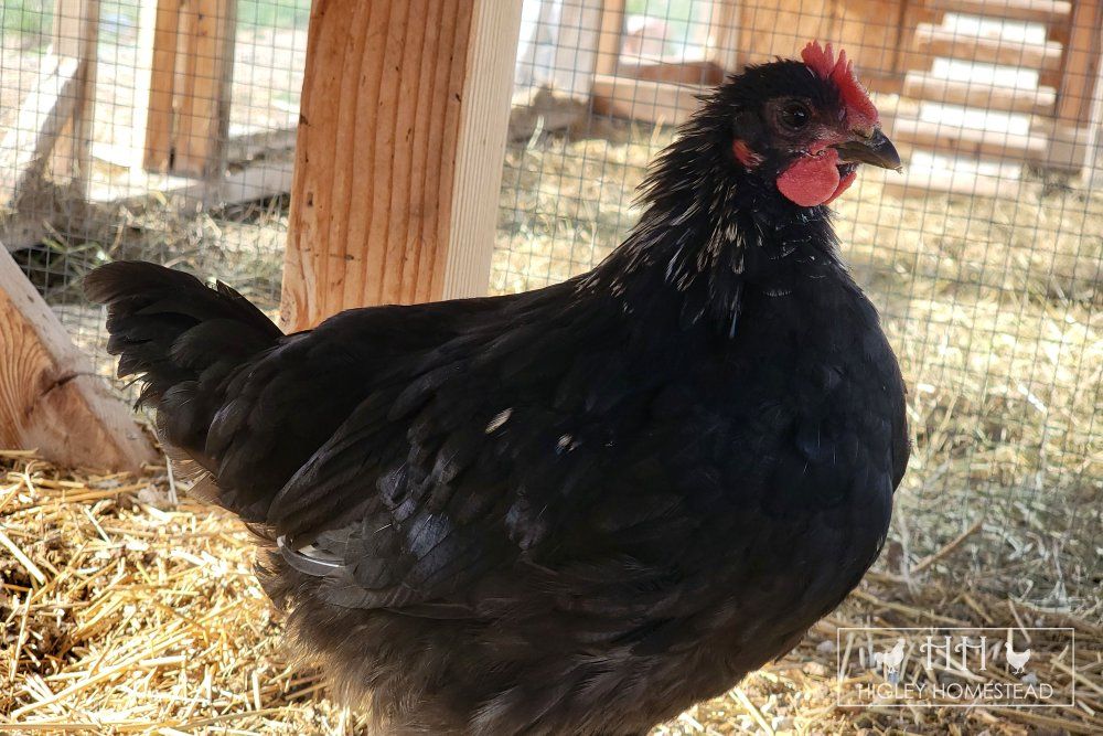 Easter Egger Cockerel