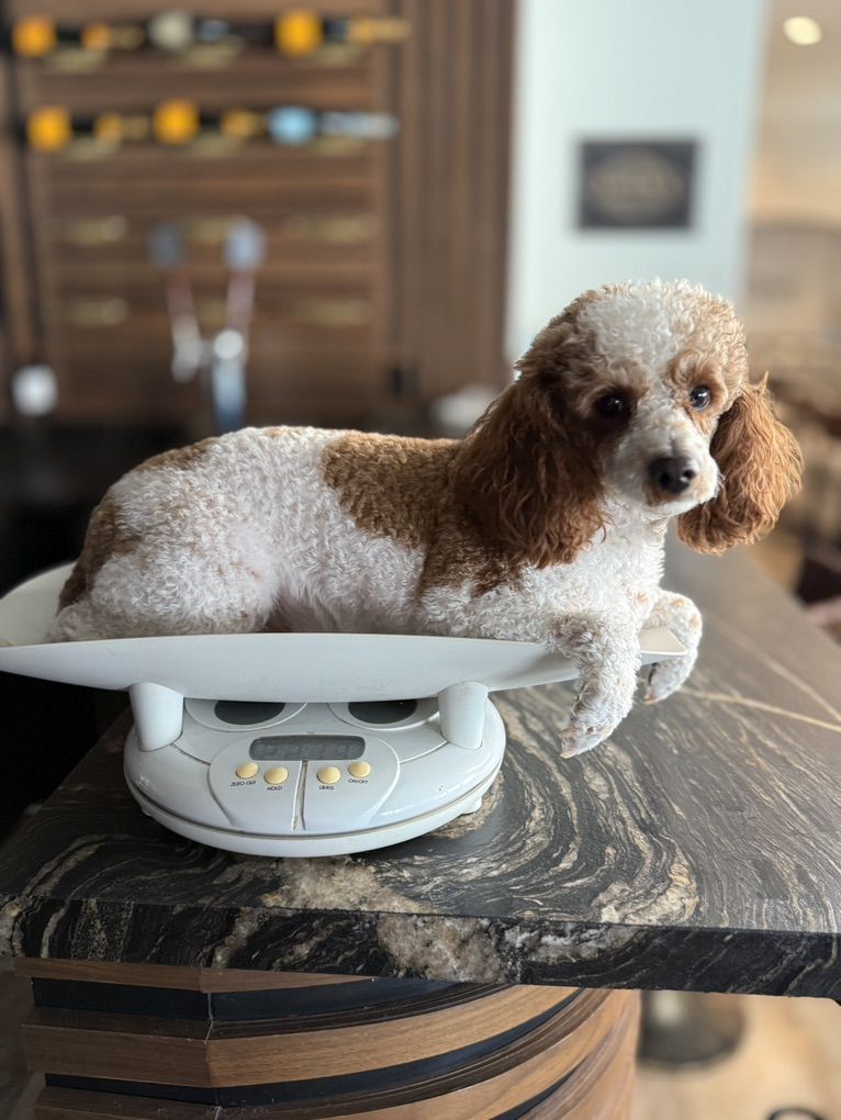 18 Month Old Cavapoo Boy! Perfect Guy!