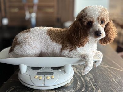 18 Month Old Cavapoo Boy! Perfect Guy!
