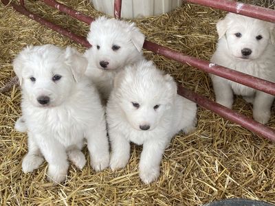 Great Pyrenees Puppies