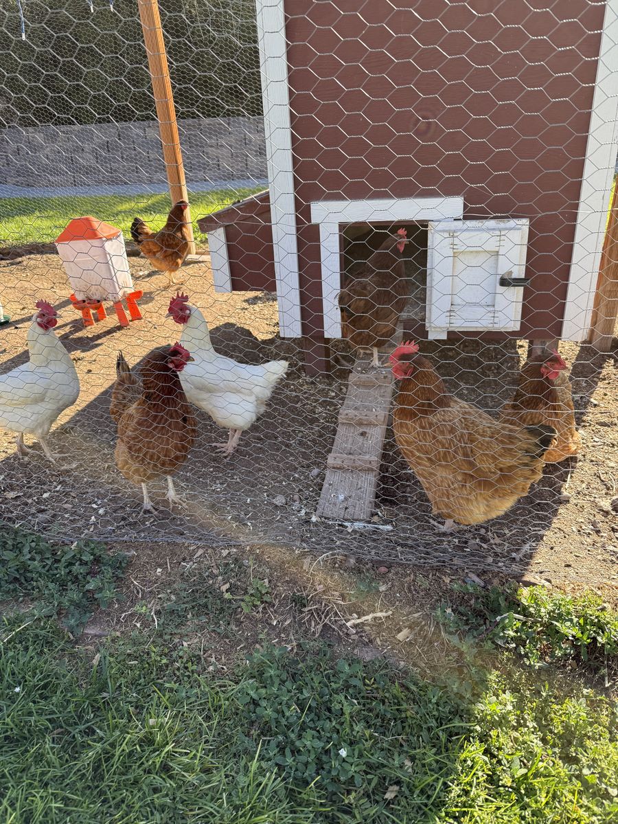 Hens For Sale