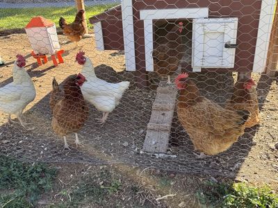 Hens For Sale