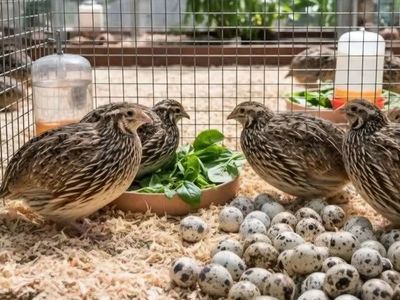 Coturnix Quail Flash Sale This Weekend Only $4