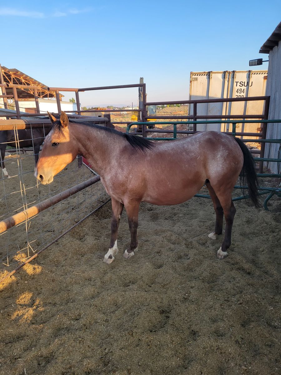 Heavy bred mare