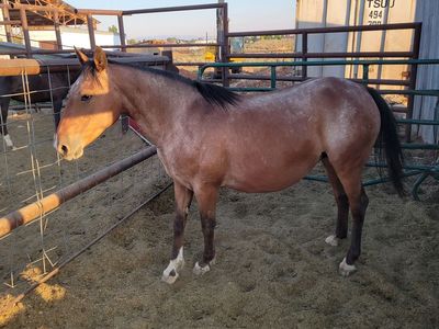 Heavy bred mare
