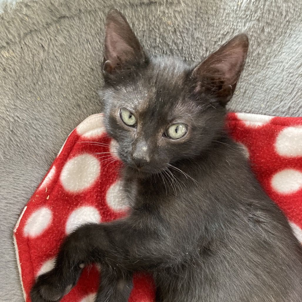 Hello my name is Nyx
