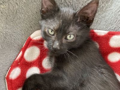 Hello my name is Nyx