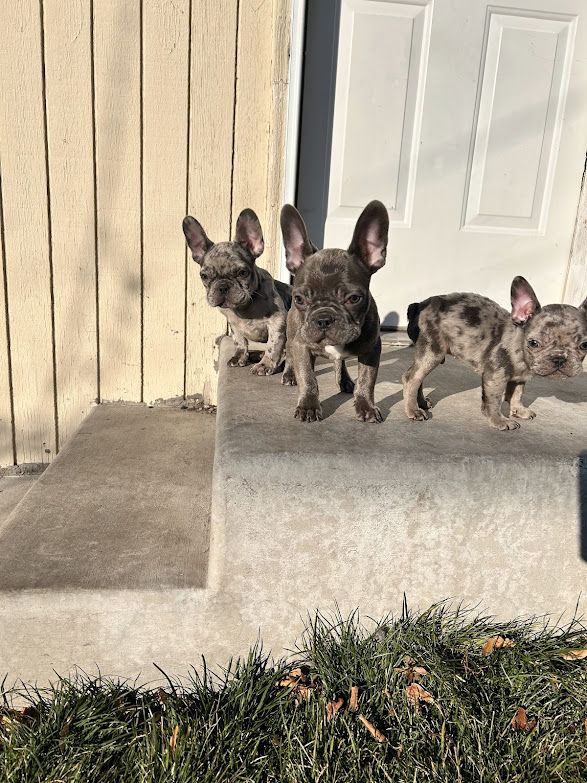 French Bulldogs