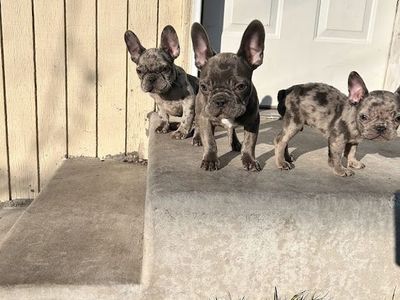 French Bulldogs