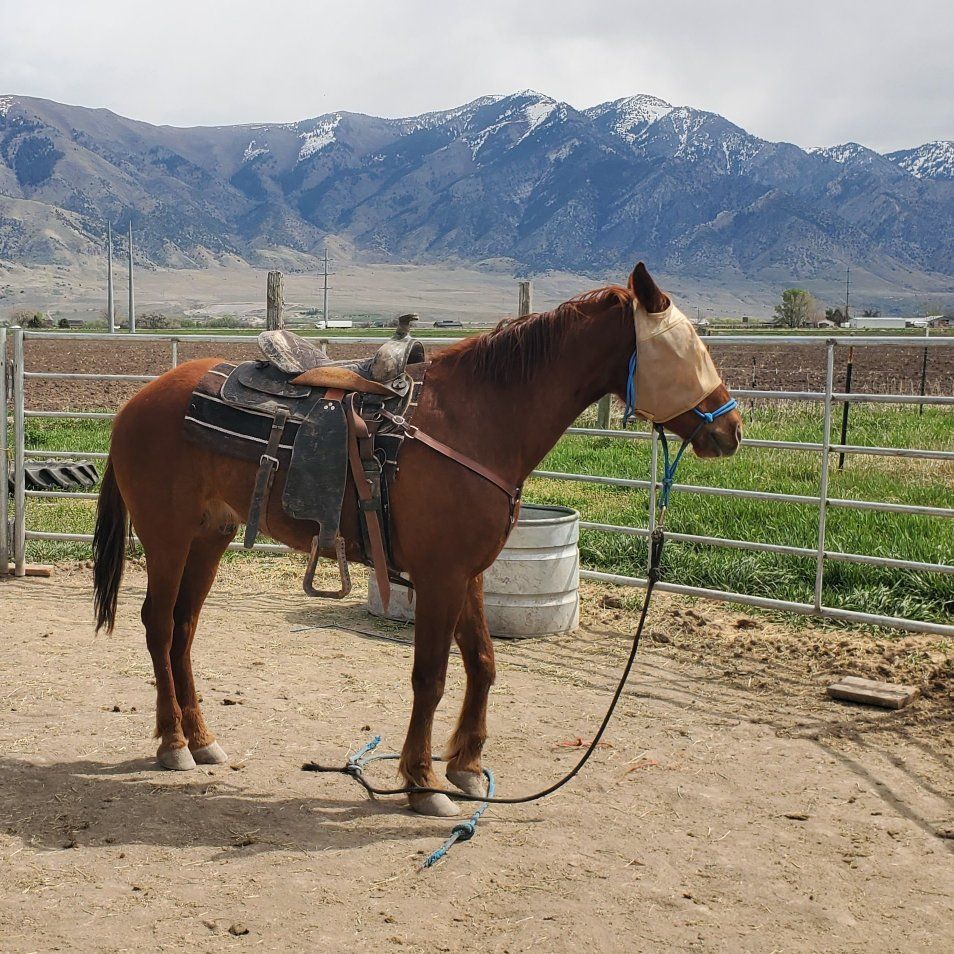 4 yr old Gelding