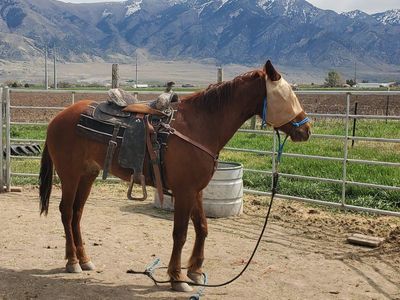 4 yr old Gelding