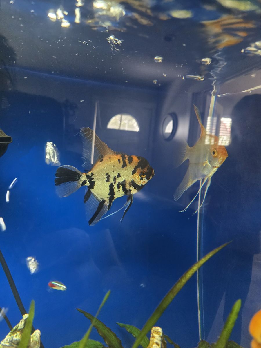 Angel Fish