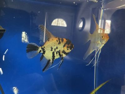 Angel Fish