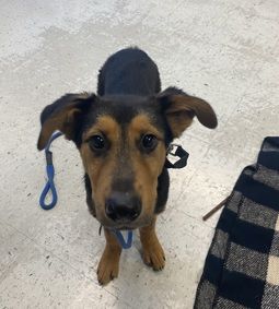 A163828 Soren, Available for Adoption