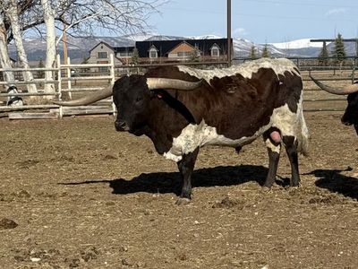 Registered Texas Longhorns