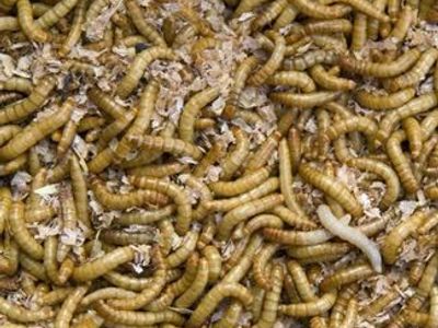 Mealworm farm