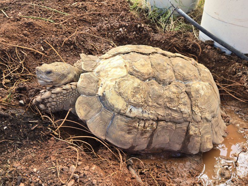 Sulcata tortoise large adult male