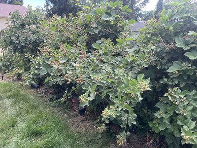 Triple crown thornless blackberry starts