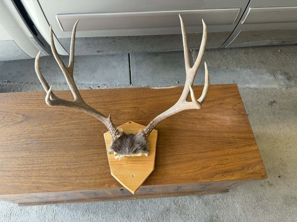 Deer Antler Skull Cap Mounts
