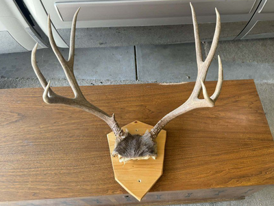 Deer Antler Skull Cap Mounts