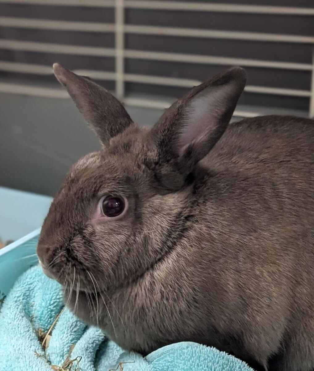 A157546 Lindor is Available for Adoption!