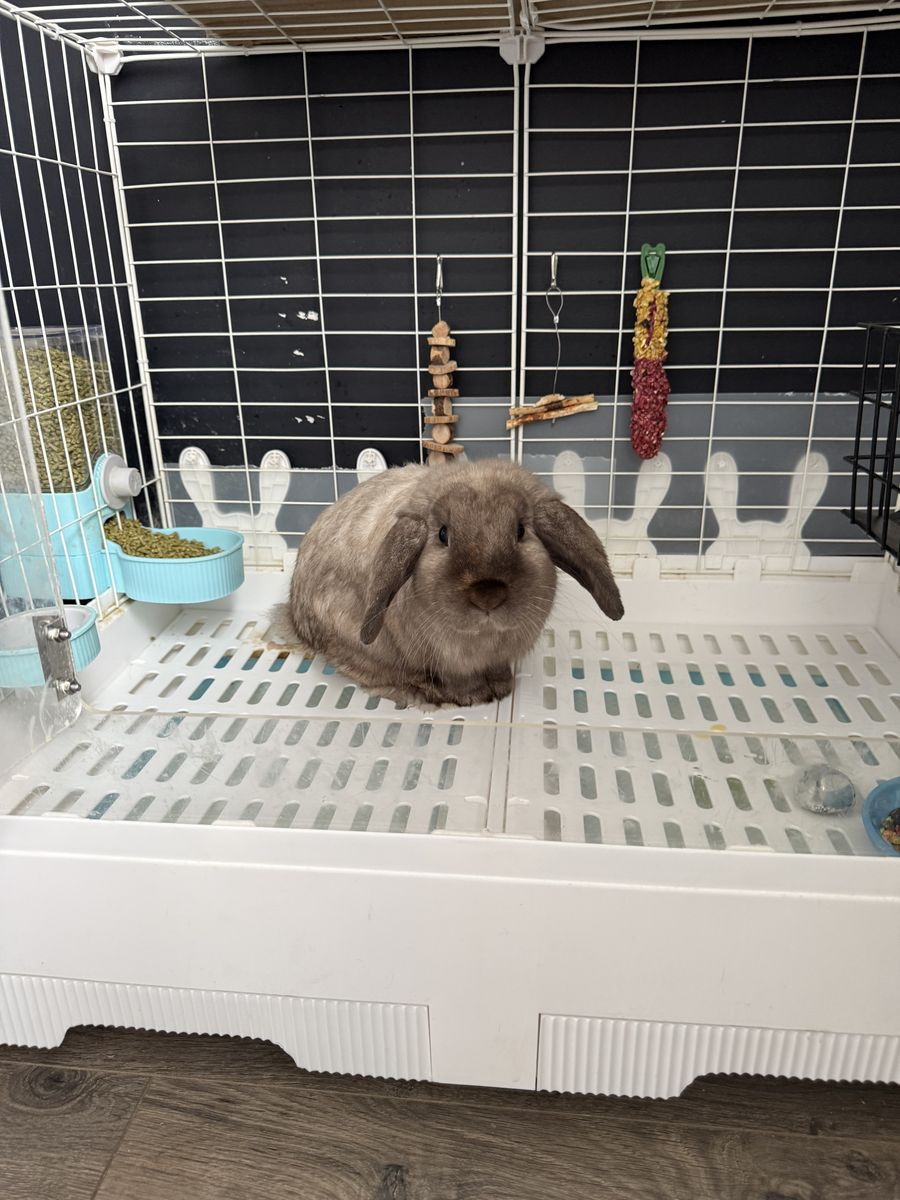 Bunny