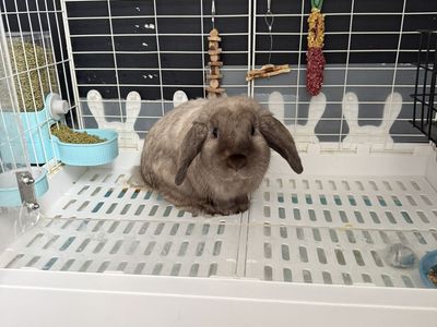 Bunny