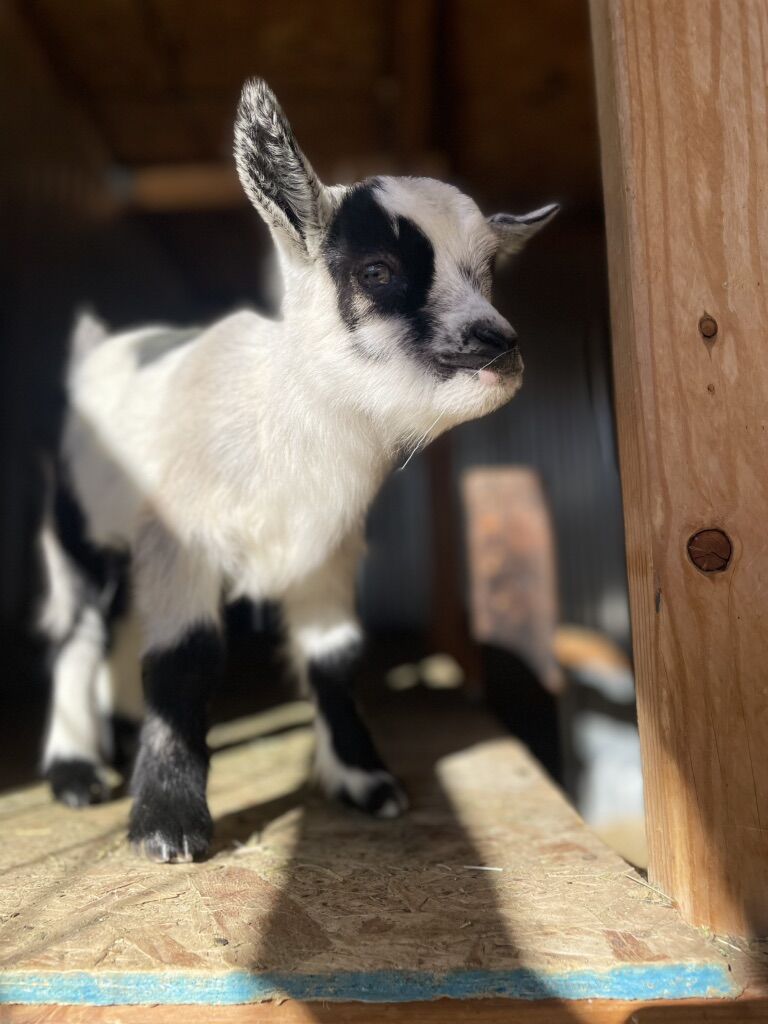 Baby Boy Goat Nigerian Dwarf Buckling