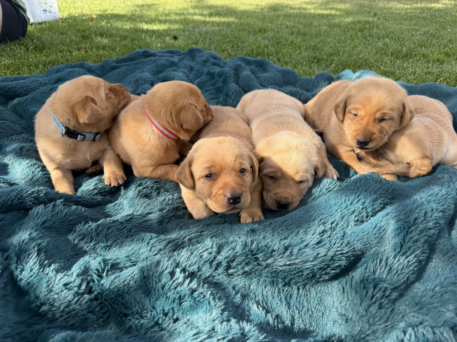 AKC Labrador Retrievers  - Available August 1, Fox Red and Yellow available