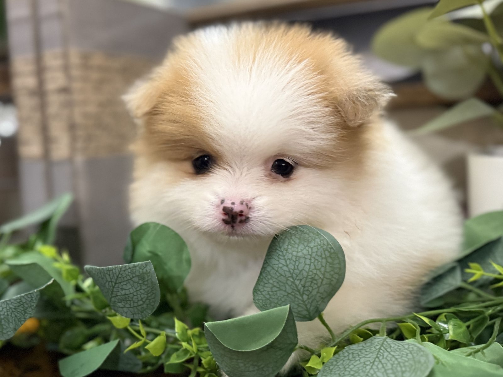 Mini pomsky (Alaskan KLee Kai X Pomeranian)