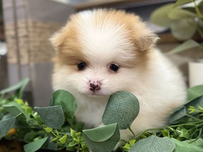 Mini pomsky (Alaskan KLee Kai X Pomeranian)