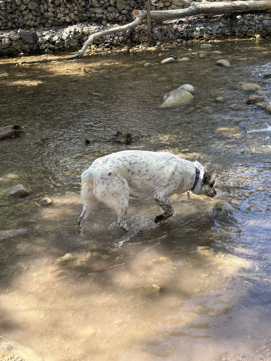 Blue heeler