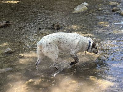 Blue heeler