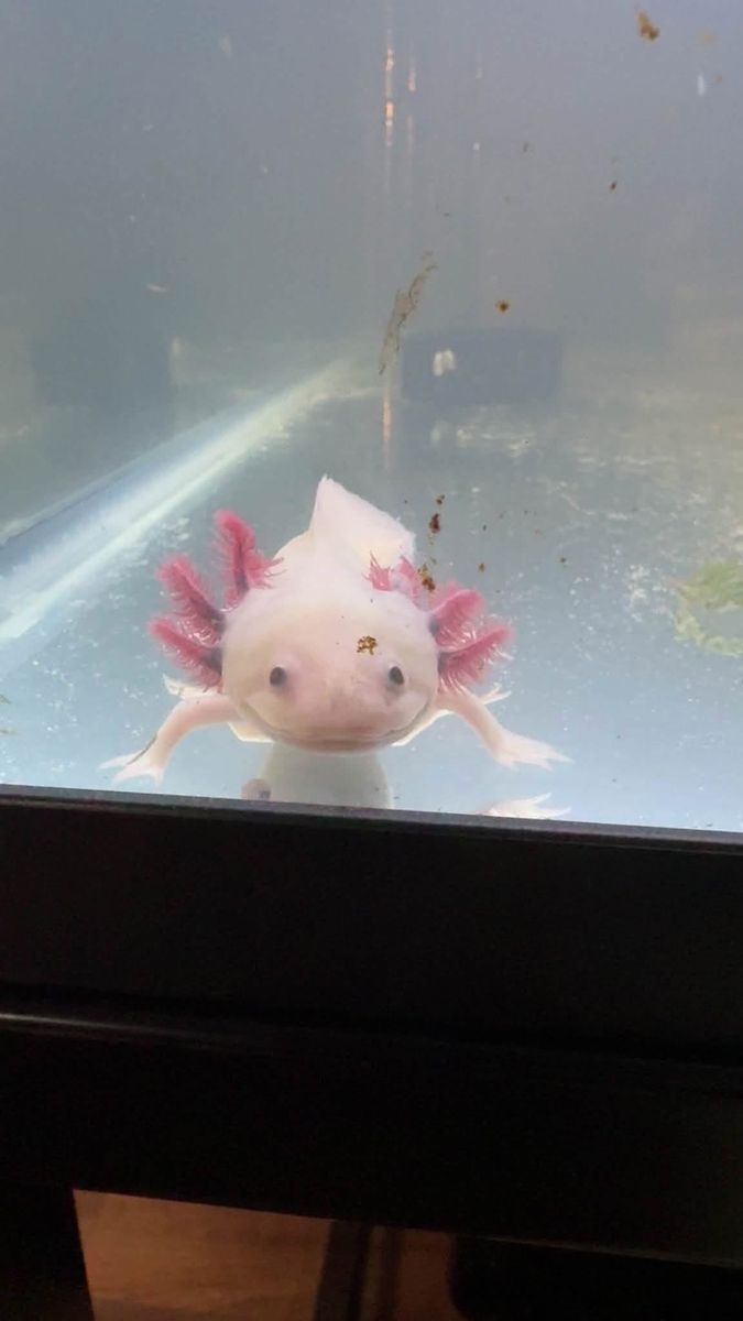 Two female axolotls Pink Leucistic GFP & Dark Wild Type