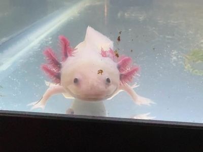 Two female axolotls Pink Leucistic GFP & Dark Wild Type