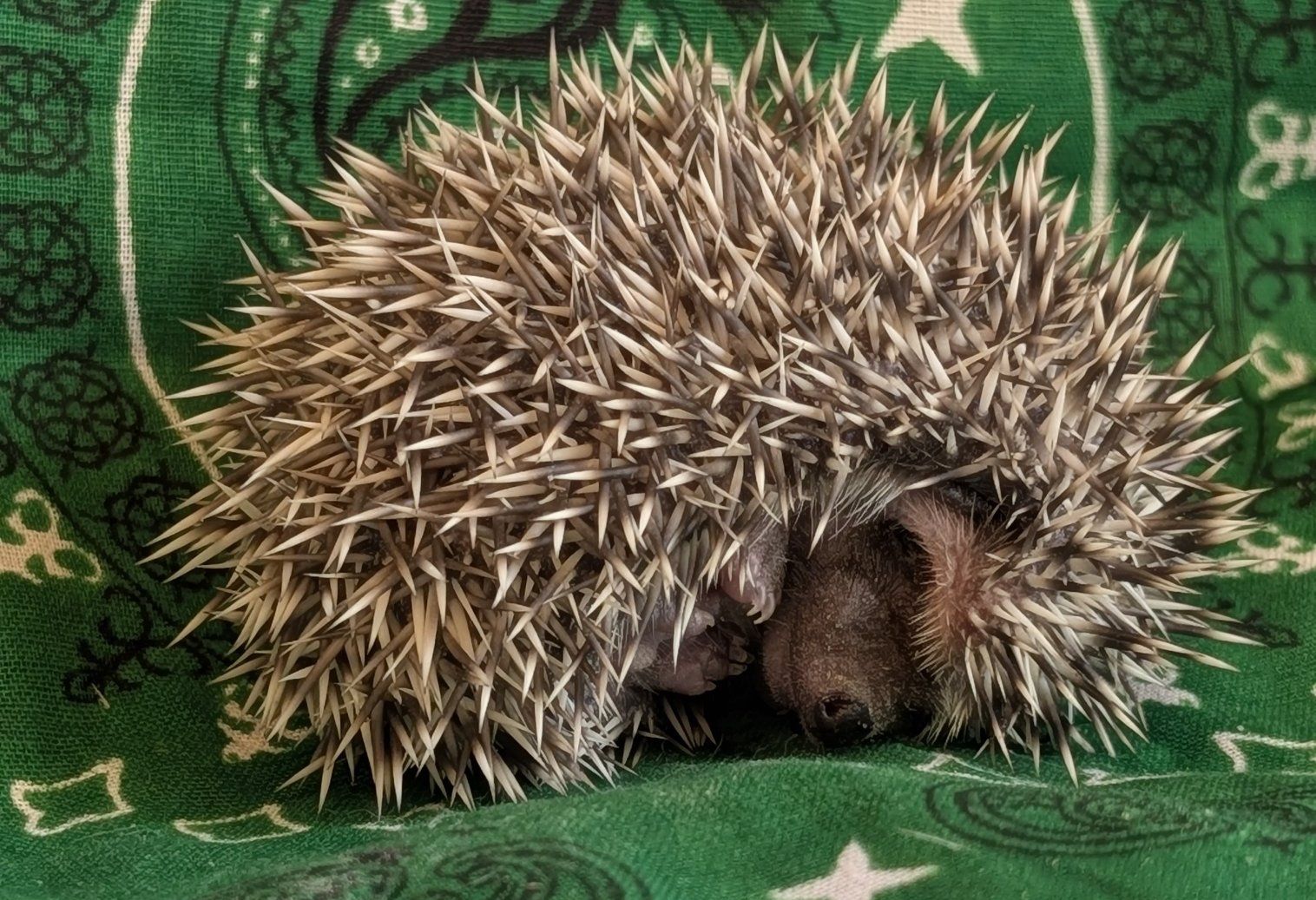 Baby Male Hedgehog "Prickles"