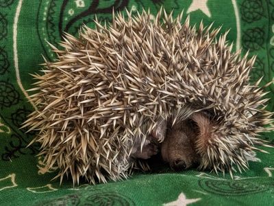 Baby Male Hedgehog "Prickles"