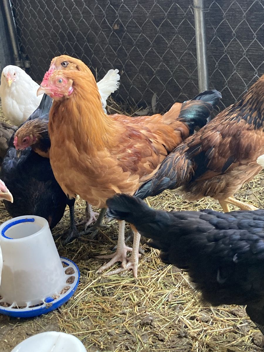 3 Young Roosters