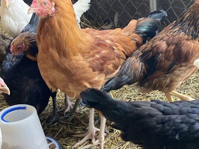 3 Young Roosters