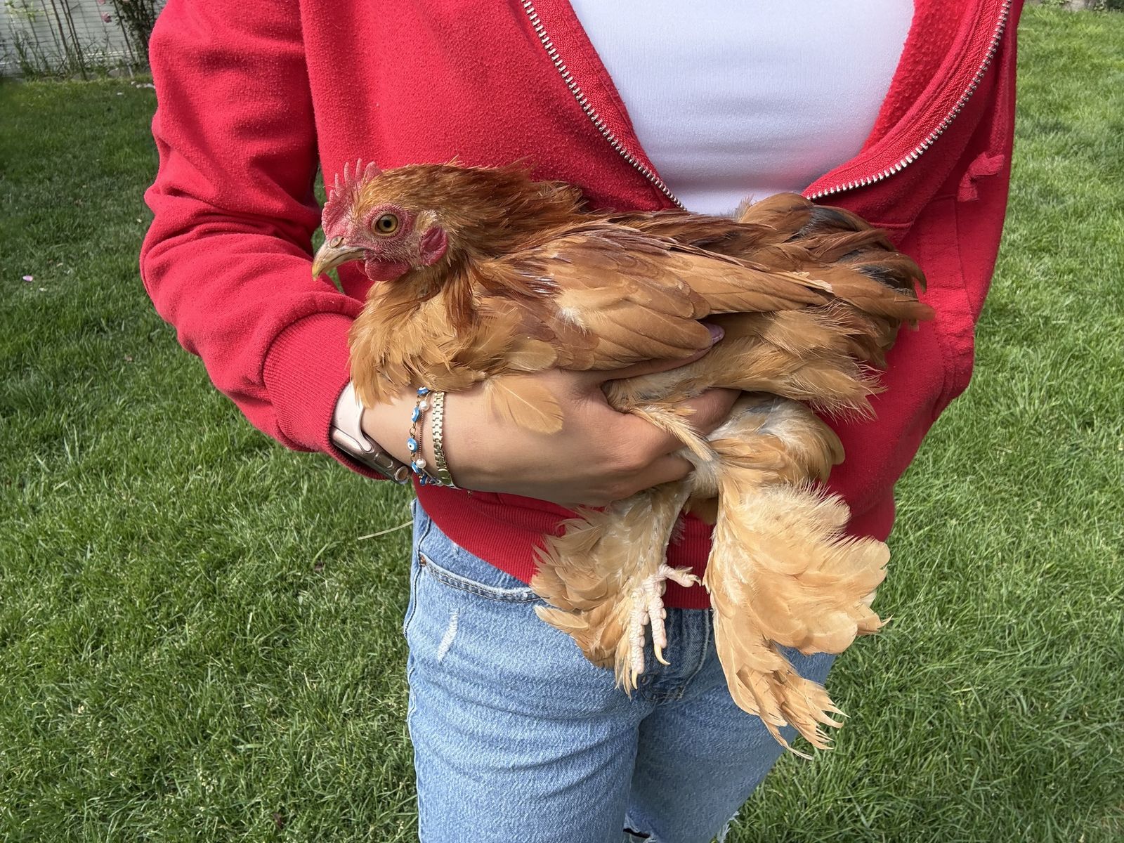 Cochin Bantam Chicks Fluffy Legs