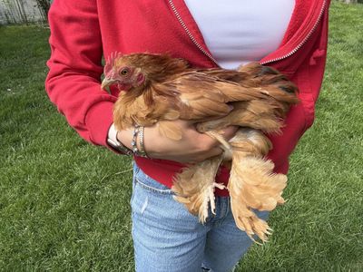 Cochin Bantam Chicks Fluffy Legs