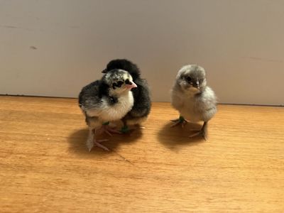 Olive Egger Chicks