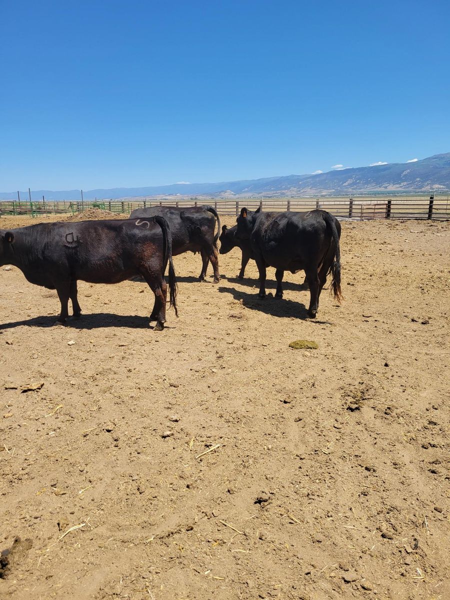cows