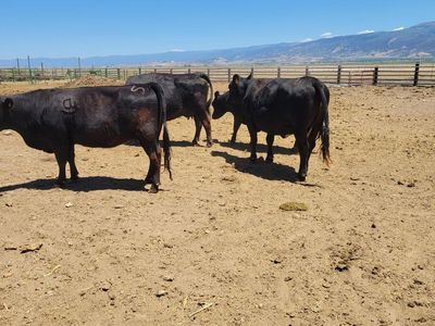 cows