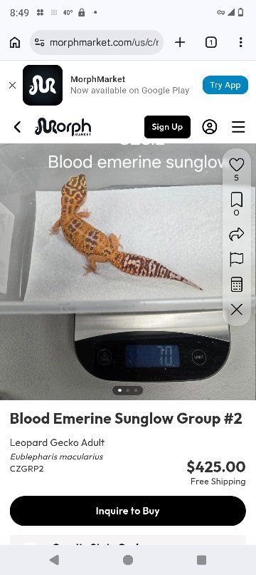 rare leopard geckos and cage plus feeder roaches